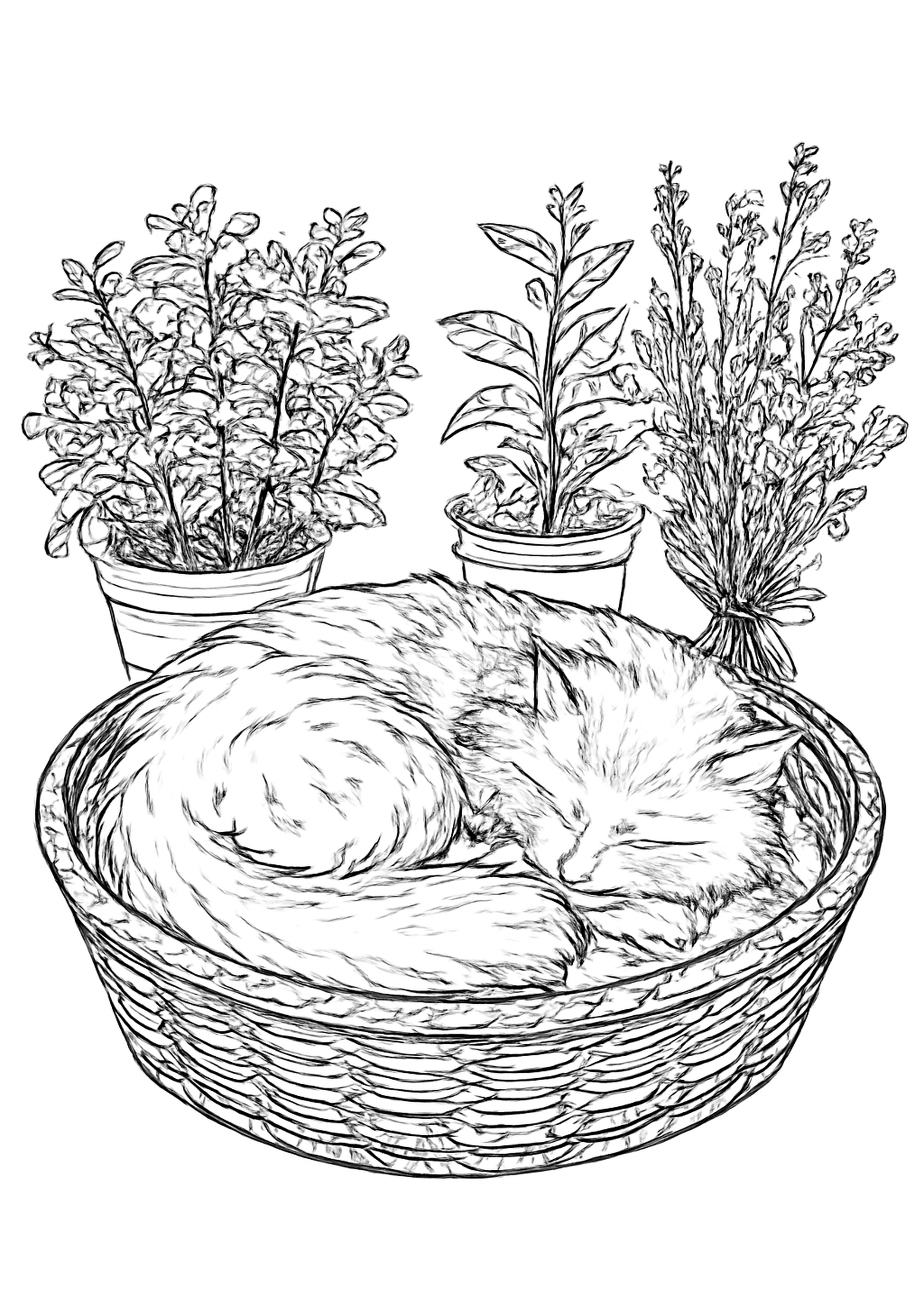Coloriage chat endormi dans un panier a imprimer, dessin au trait simple pour enfants