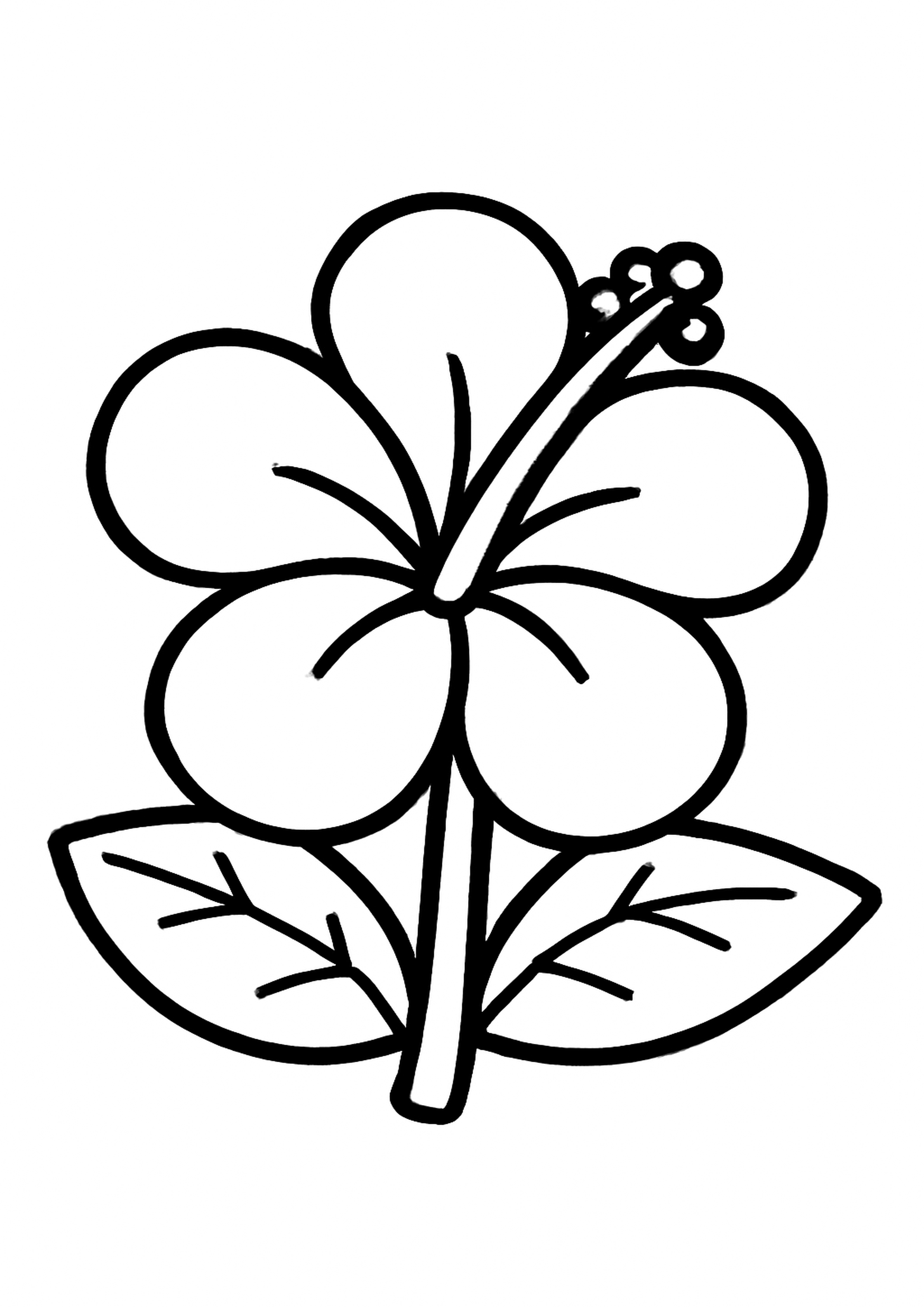 Coloriage hibiscus tropical a imprimer, dessin au trait simple pour enfants