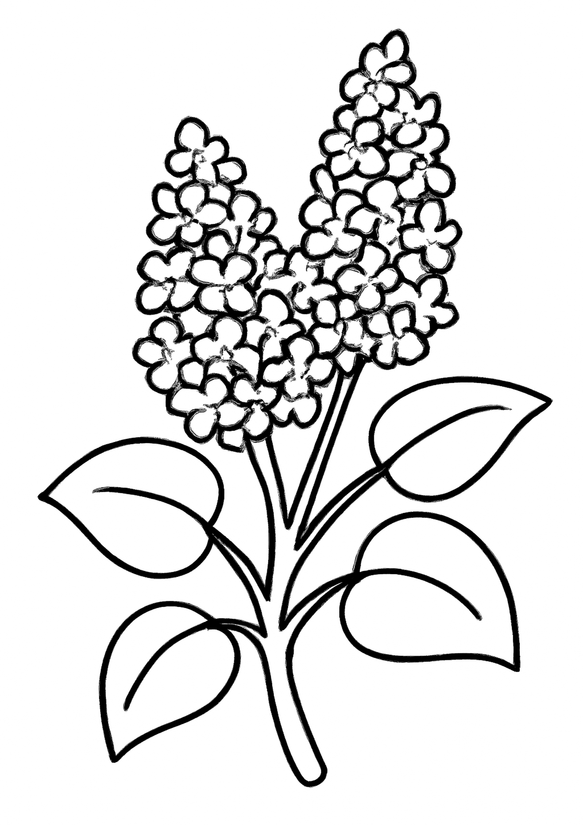 Coloriage branche de lilas a imprimer, dessin au trait simple pour enfants