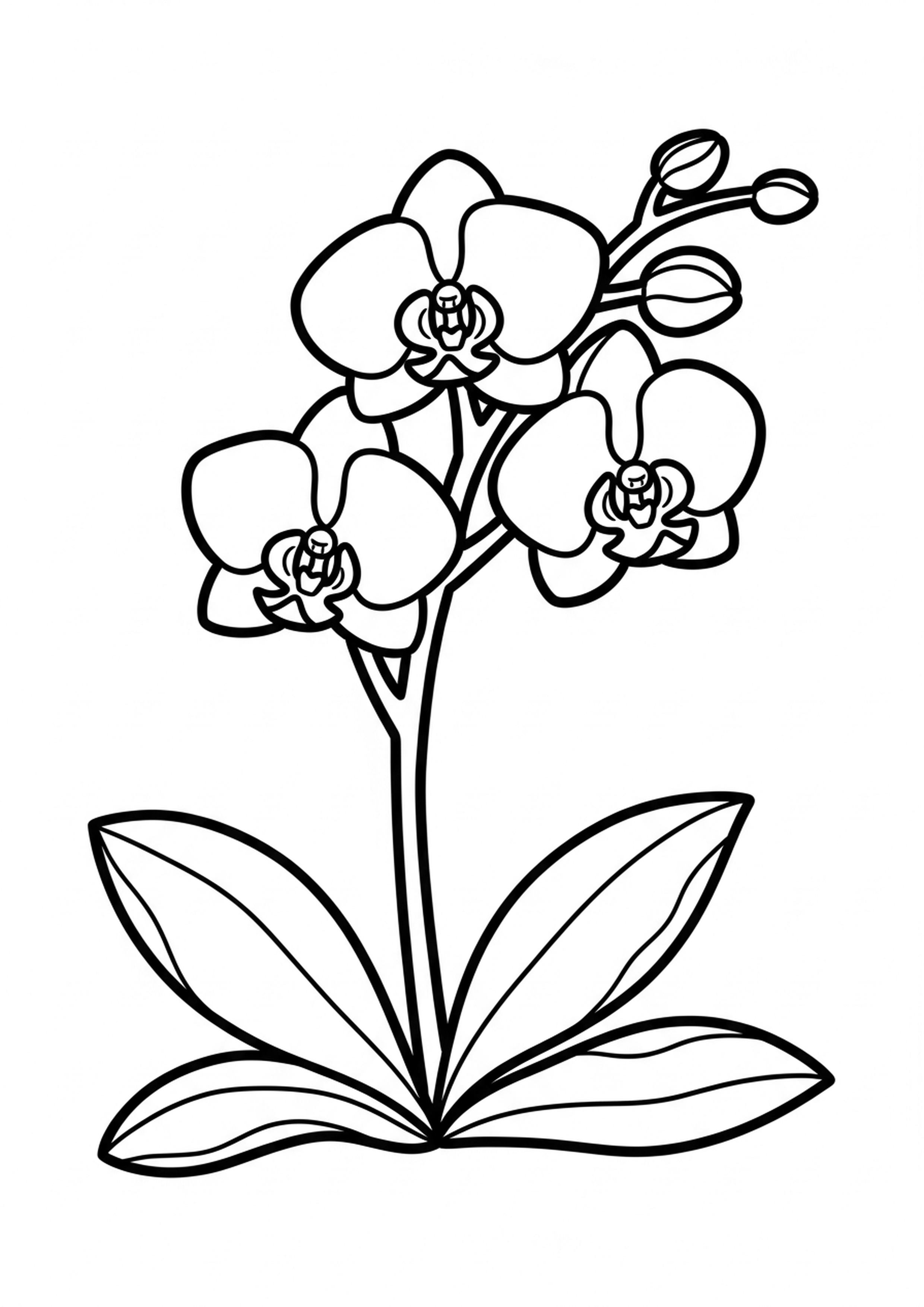 Coloriage orchidee elegante a imprimer, dessin au trait simple pour enfants