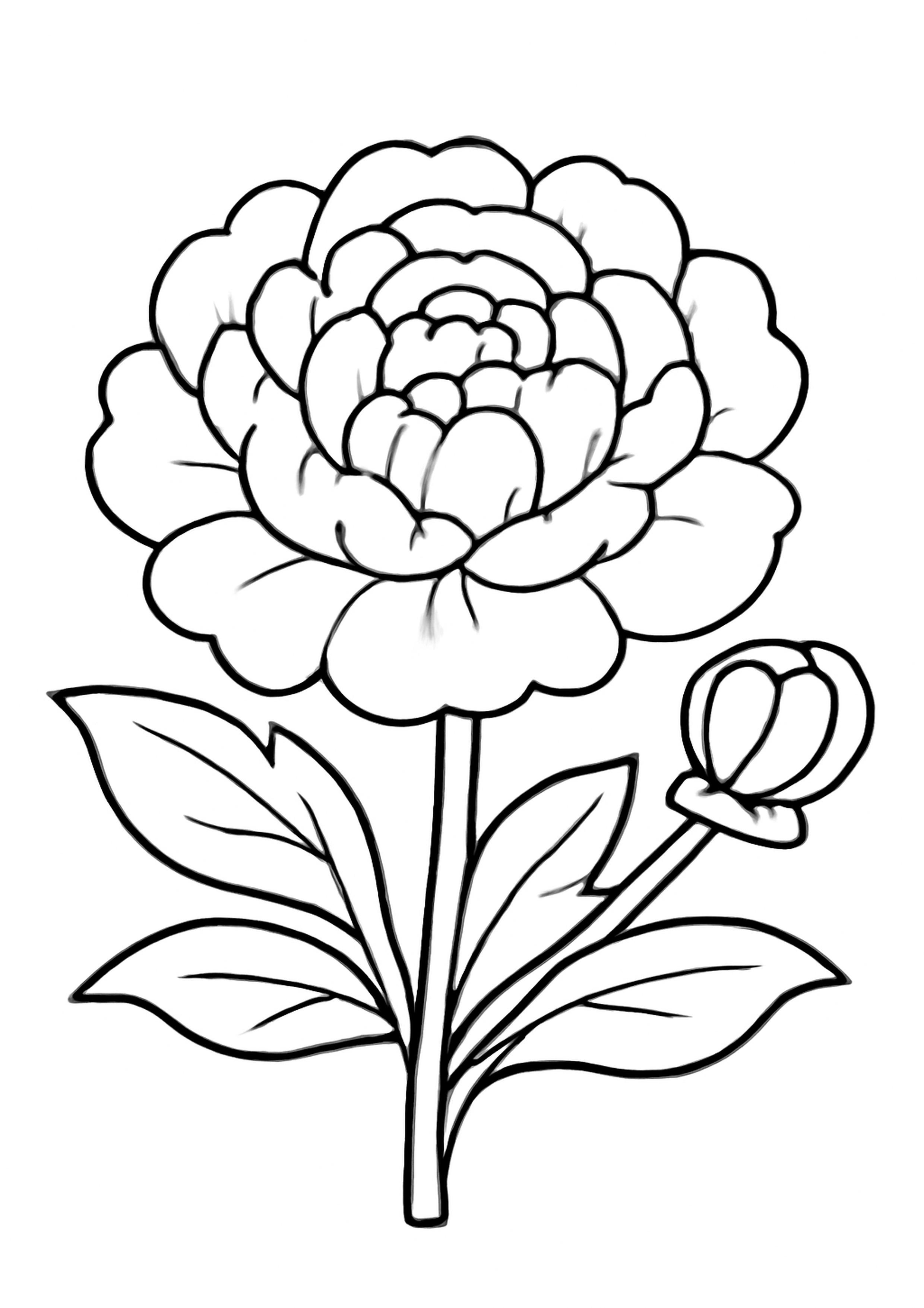 Coloriage pivoine pleine a imprimer, dessin au trait simple pour enfants