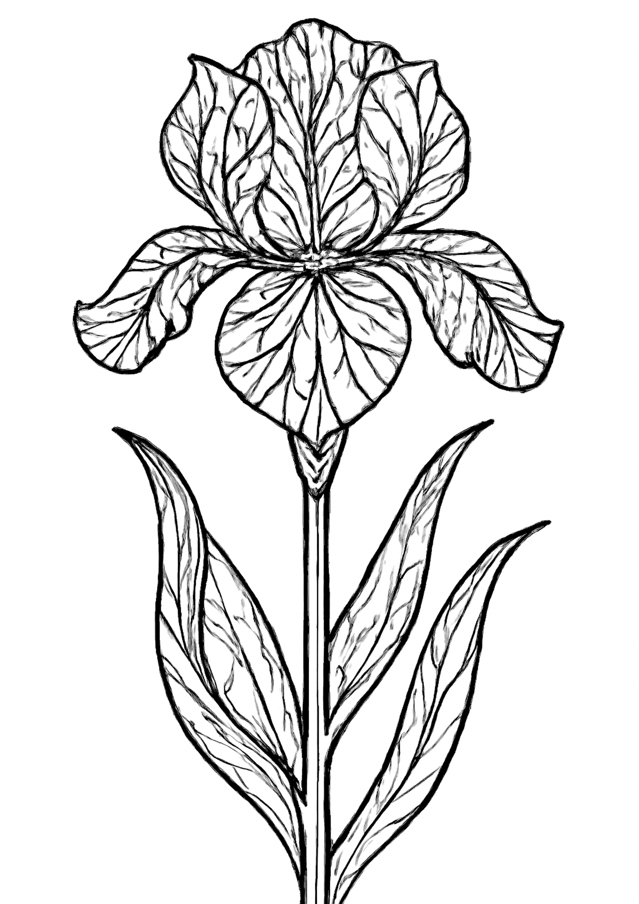 Coloriage iris en vitrail a imprimer, dessin au trait simple pour enfants